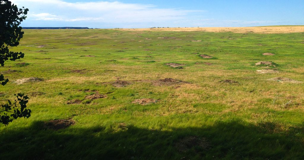 The prairie dog colony at Teddy Roosevelt National Park